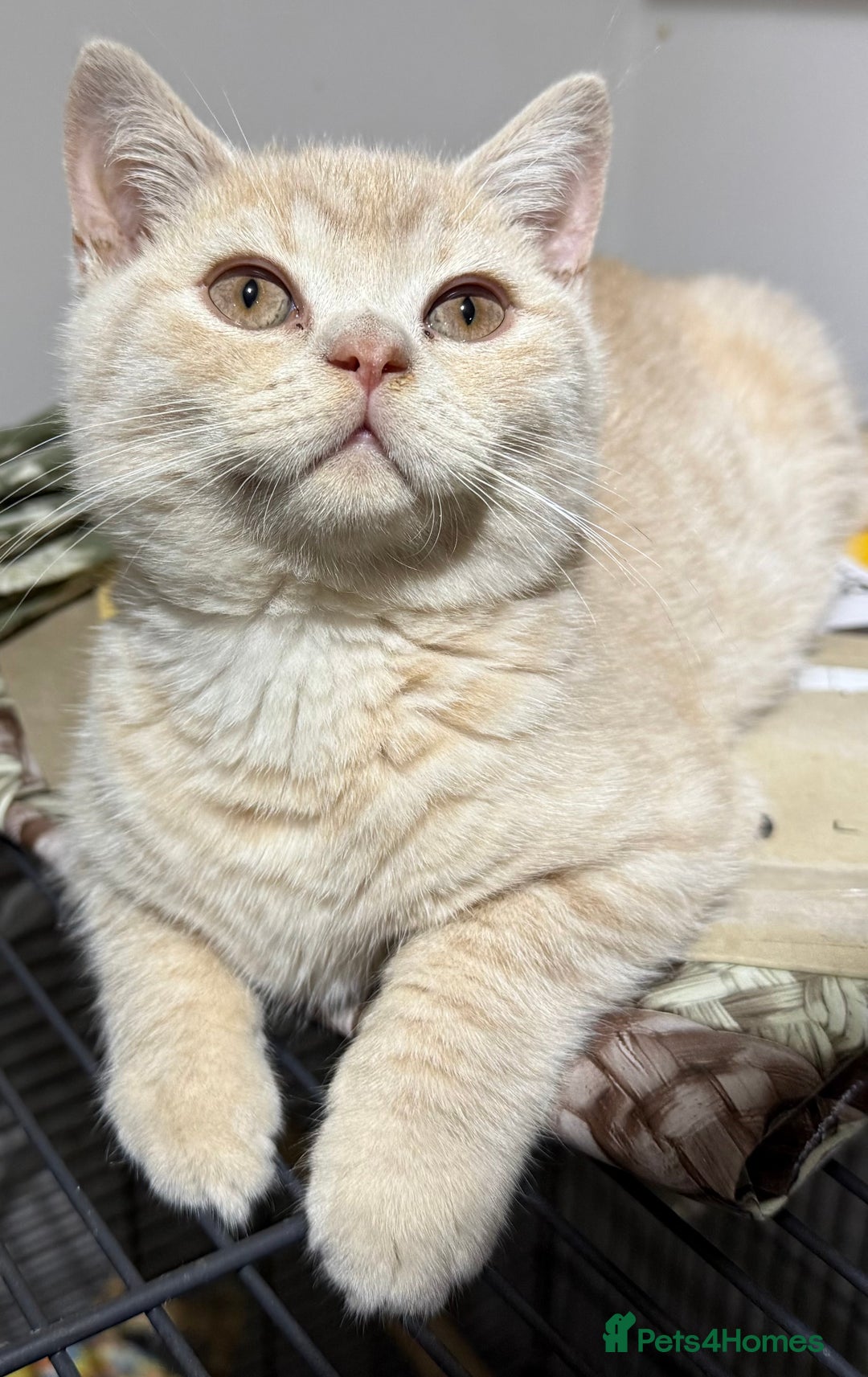 British Shorthair cats for sale: British Short Hair Cream Kitten in London - Image 4