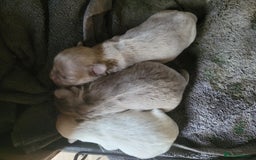 Shih Tzu dogs for sale: Three stunning Lavender/dobie Imperial ShihTzu - Image 2