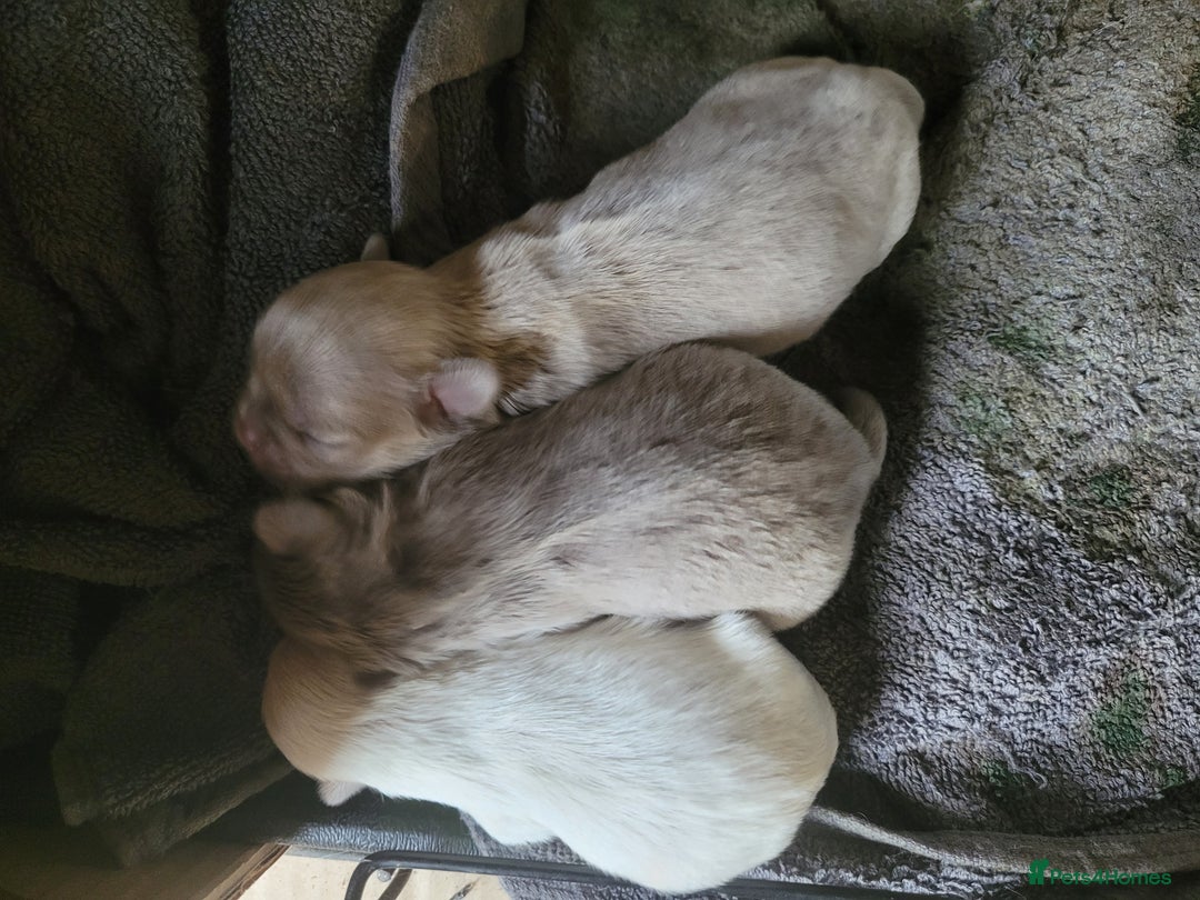 Shih Tzu dogs for sale: Three stunning Lavender/dobie Imperial ShihTzu - Image 2