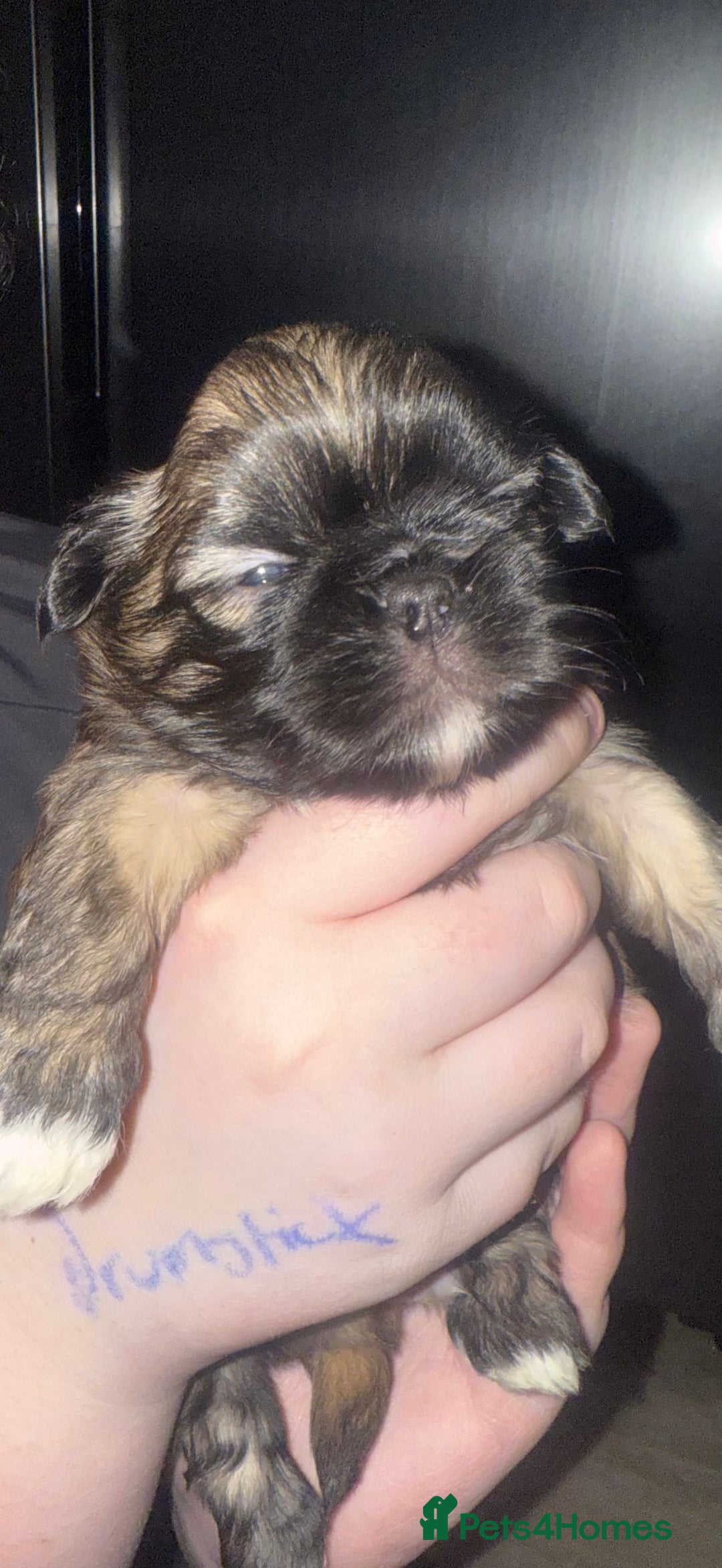 Shih Tzu dogs for sale: Gorgeous Shih Tzu Babies, ready from 14 Febuary.  - Advert 12