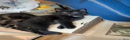 Mixed Breed cats for sale: 1 boy kitten: shadow tabby with white chest. in Taunton - Advert 11