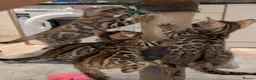 Bengal cats for sale: 🔥✨Pedigree TICA-Registered Bengals - Advert 30