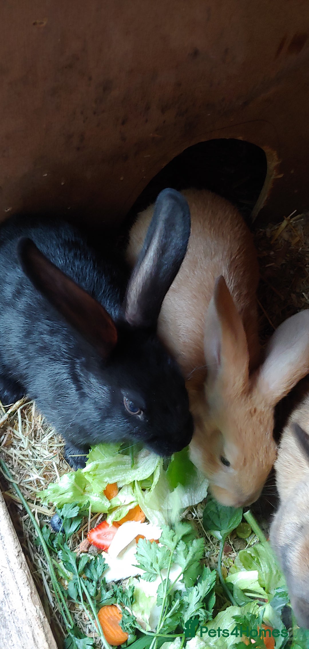 Mixed Breed rabbits for sale: Baby rabbits - Image 2
