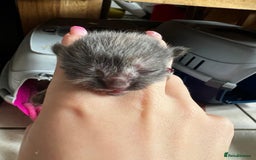 British Shorthair cats for sale: 4 girl kittens ready end of Oct  - Image 6
