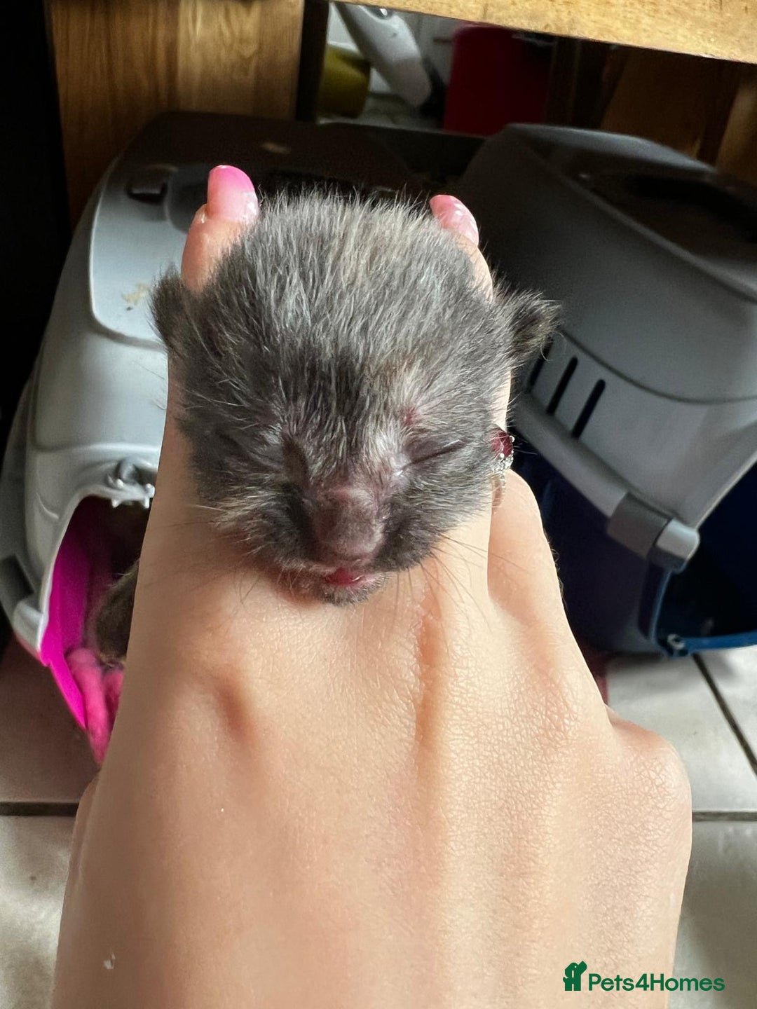 British Shorthair cats for sale: 4 girl kittens ready end of Oct  - Image 6