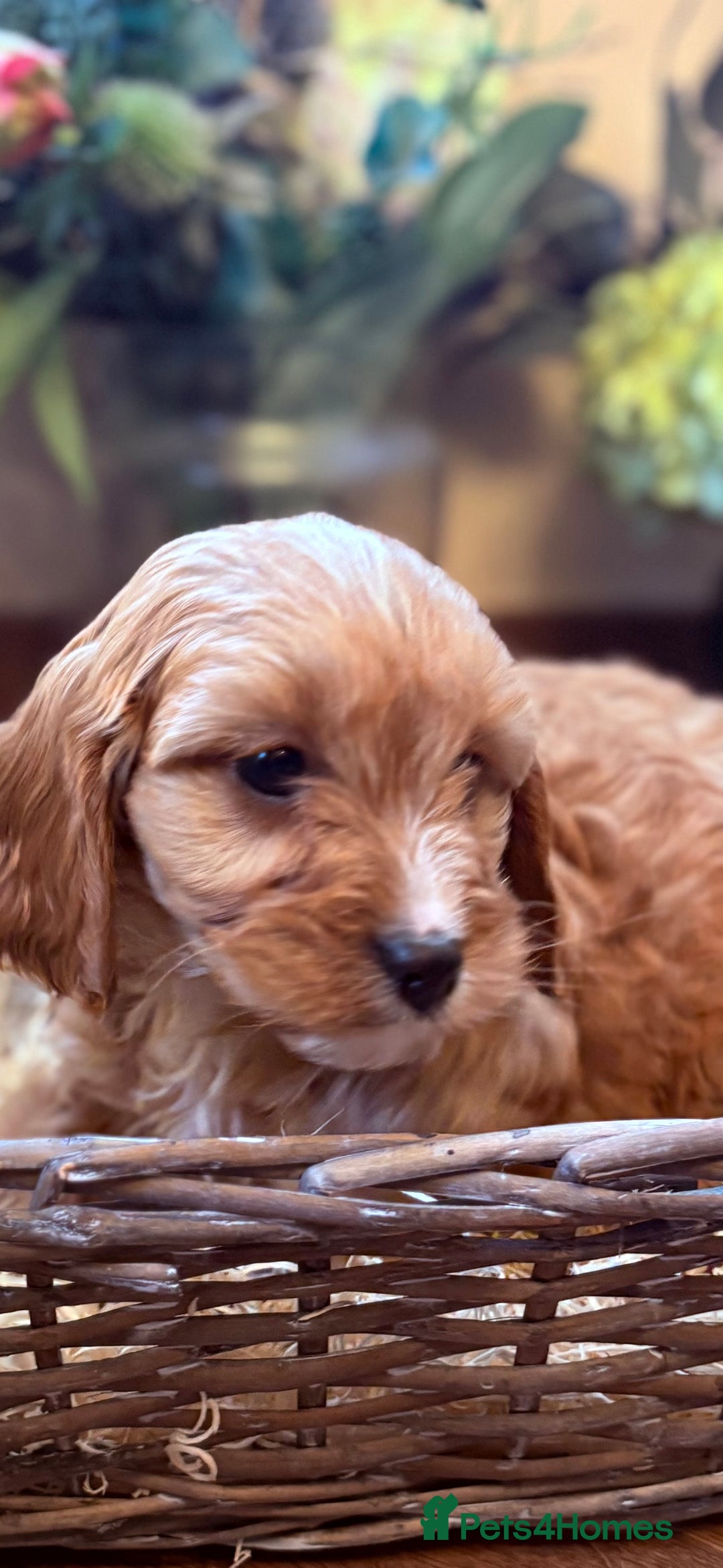 Cavapoo dogs for sale: Health tested toy cavapoo boys - Advert 17