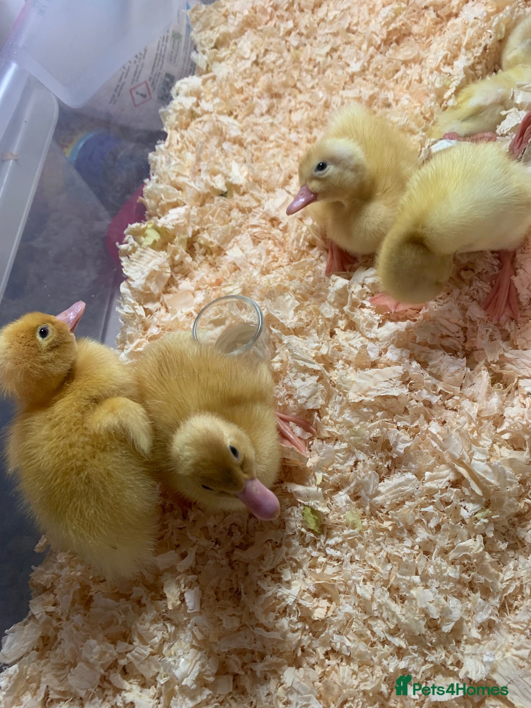 Canaries birds for sale: Pekin ducklings  - Image 13