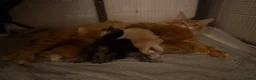 Maine Coon cats for sale: 6 pedigree Mainecoon kittens  - Advert 9