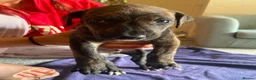 Lurcher dogs for sale: Beautiful Brindle puppies - Advert 17