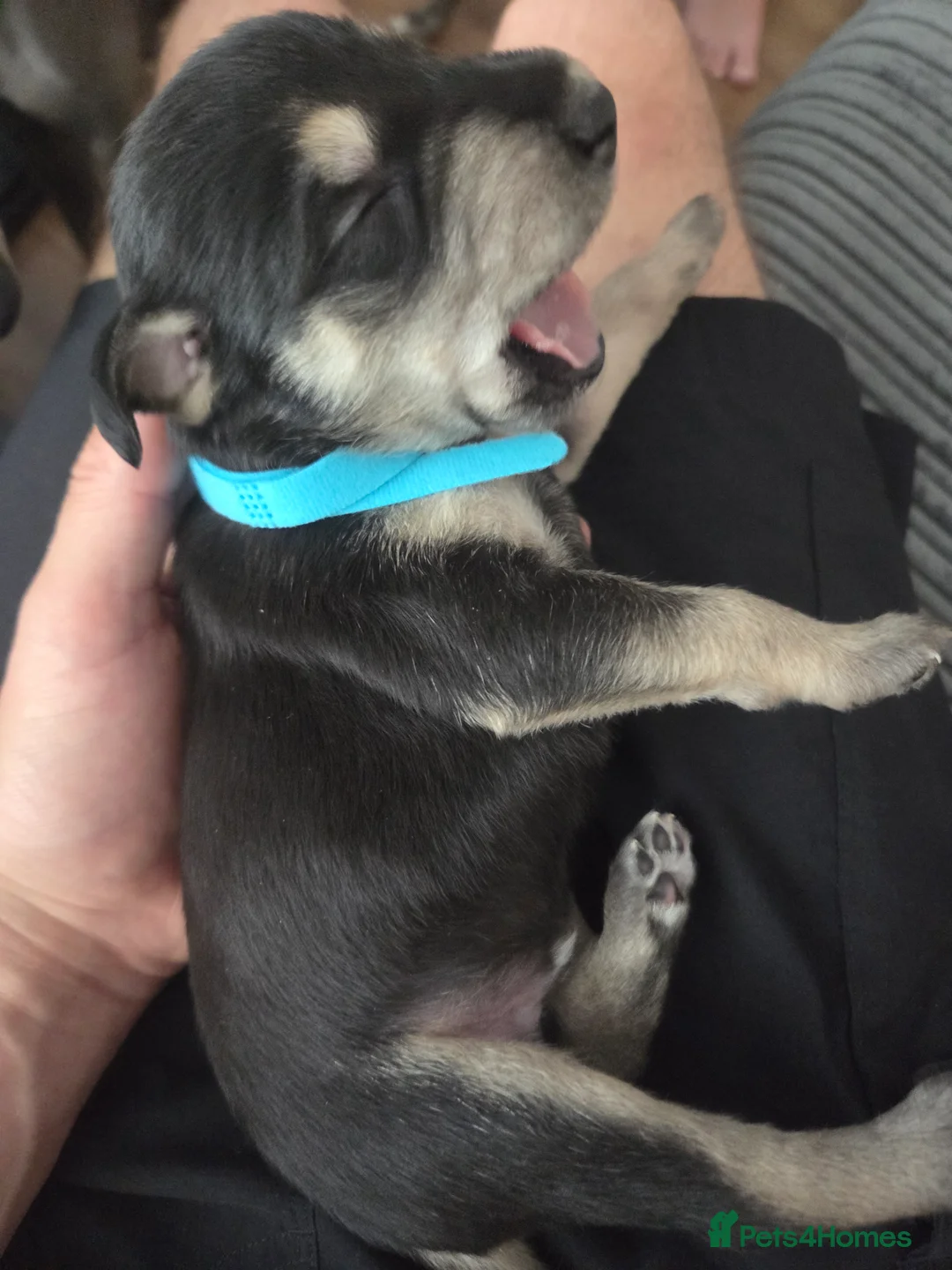 Mixed Breed dogs for sale: Bedlington whippet pups 🐶🐾 - Advert 2