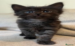 Mixed Breed cats for sale: 5 Beautiful fluffy kittens ready to be re-homed ❤️ - Image 3