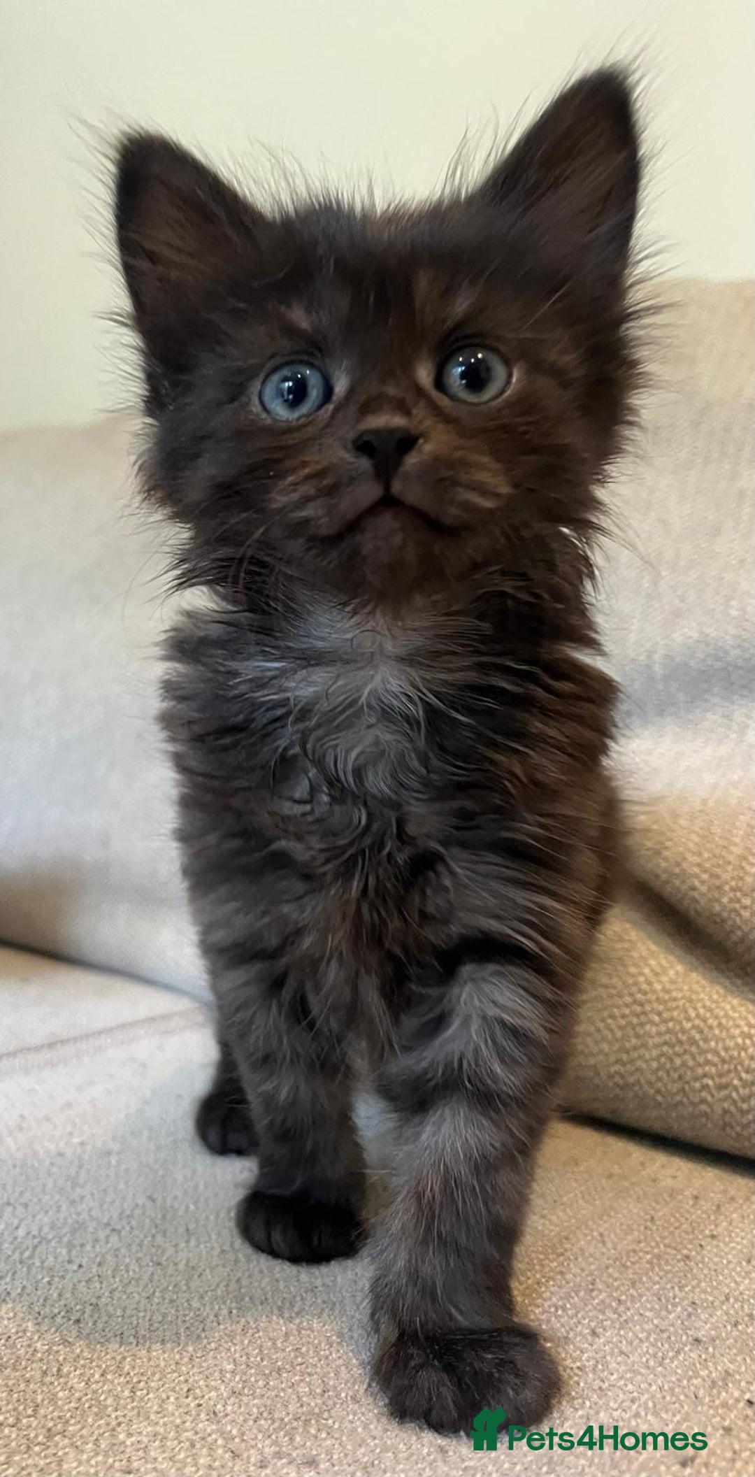 Mixed Breed cats for sale: 5 Beautiful fluffy kittens ready to be re-homed ❤️ - Image 3
