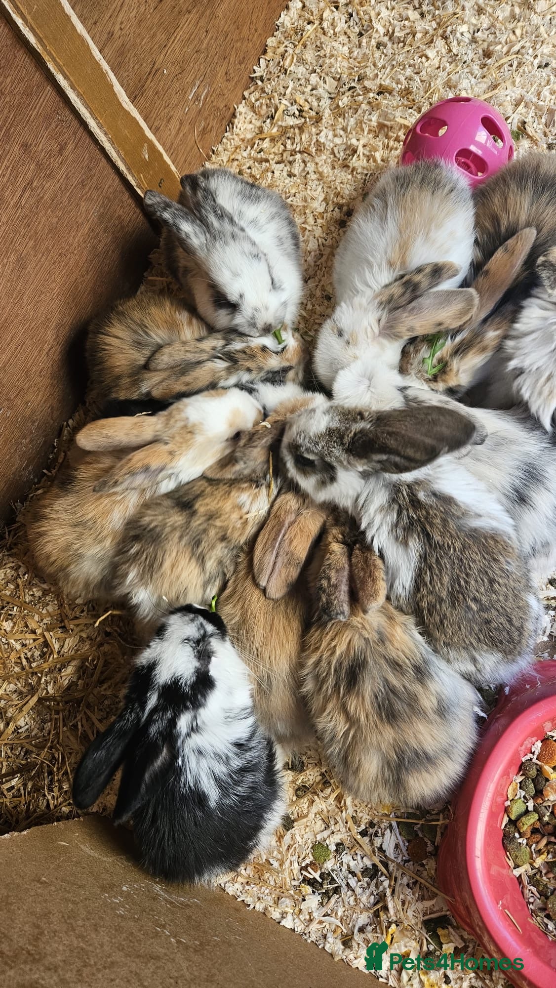 Mixed Breed rabbits Baby Rabbits - Advert 11