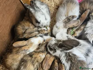 Mixed Breed rabbits Baby Rabbits - Advert 11