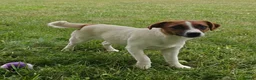 Jack Russell dogs for adoption: FIONA – Young Jack Russell Terrier - Advert 5