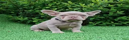 French Bulldog dogs for sale: Isabella French Bulldogs Ready Now  - Advert 5