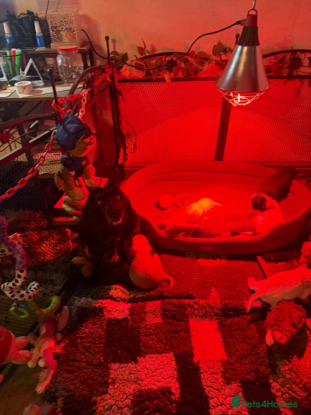 Cocker Spaniel dogs for sale: Stunning working cocker spaniels - Advert 8