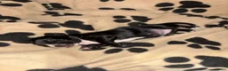 Mixed Breed dogs for sale: Docker Puppies  in Sittingbourne - Advert 5