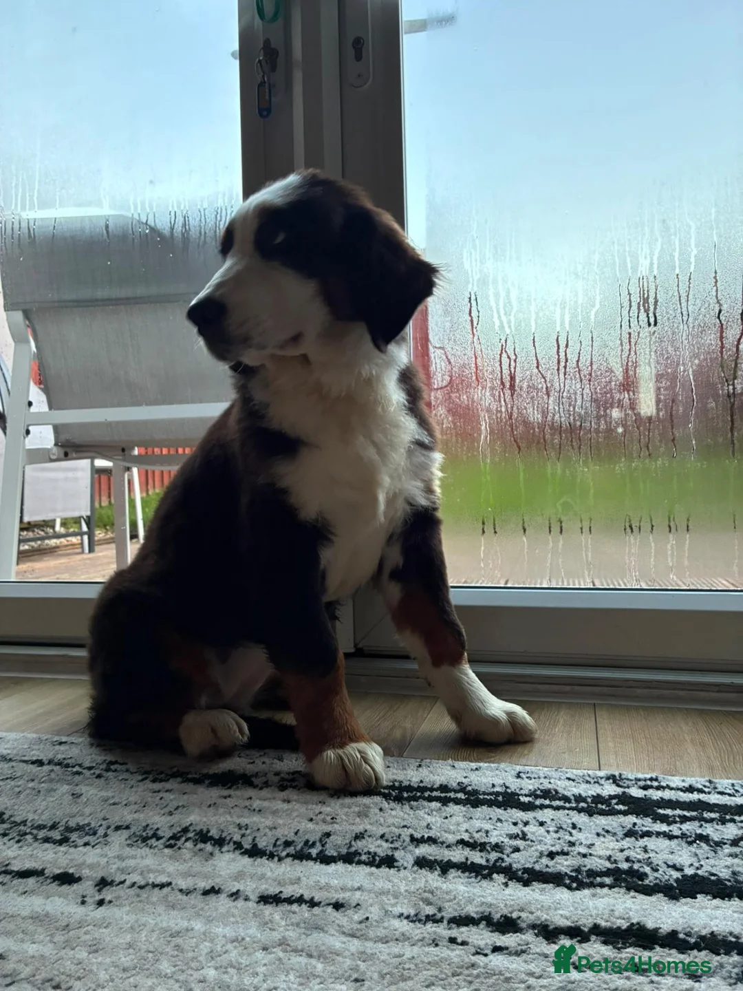 Bernese Mountain Dog dogs for sale: Bernese in Bradford - Advert 2