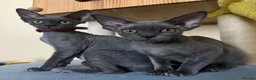 Devon Rex cats for sale: Solid blue pedigree kittens available  - Advert 4