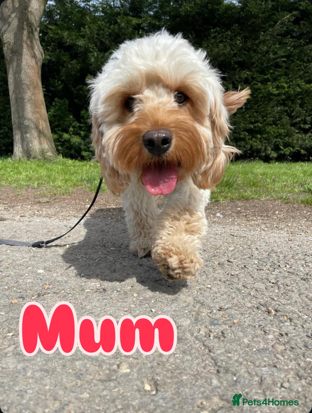 Cavapoo dogs for sale: Beautiful F1B cavapoo “teddy bear” puppies  - Advert 23