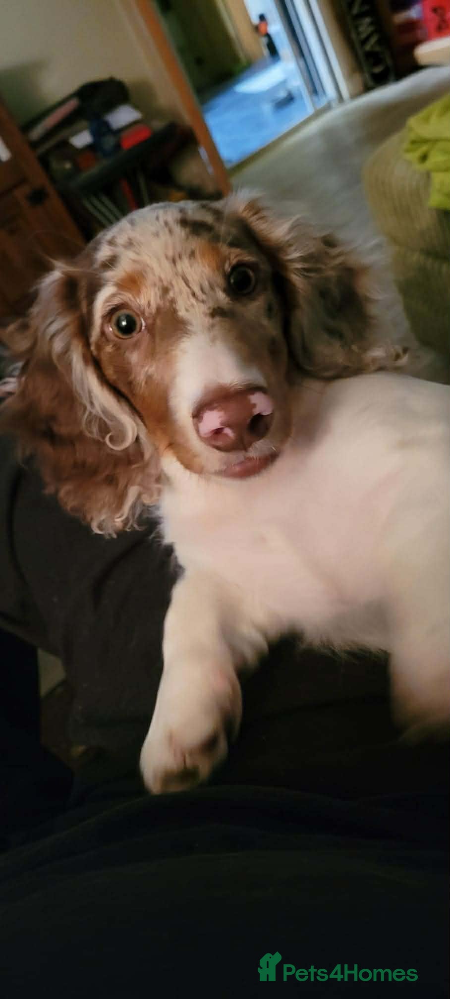 Dachshund dogs Stud miniature long hair  - Advert 1