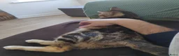 Mixed Breed cats for sale: Beanie in Nuneaton - Advert 18