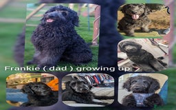 Goldendoodle dogs for stud: Frankie for stud only.   - Image 5