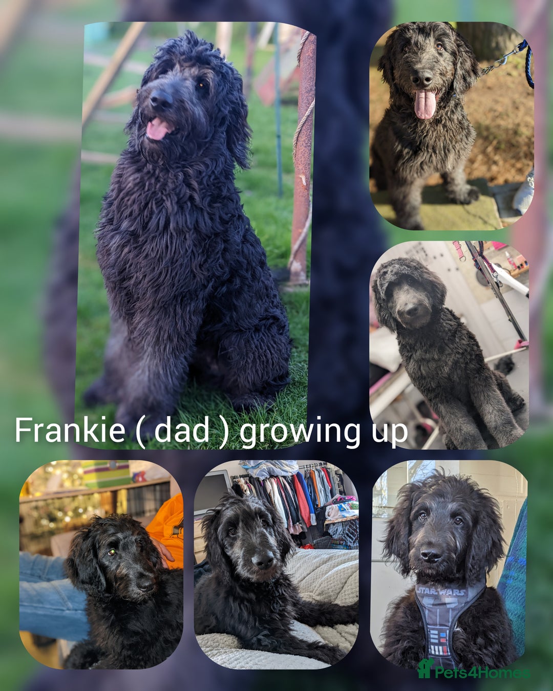 Goldendoodle dogs for stud: Frankie for stud only.   - Image 5