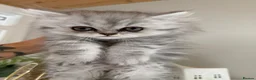 Persian cats for sale: Persian kittens  - Advert 4