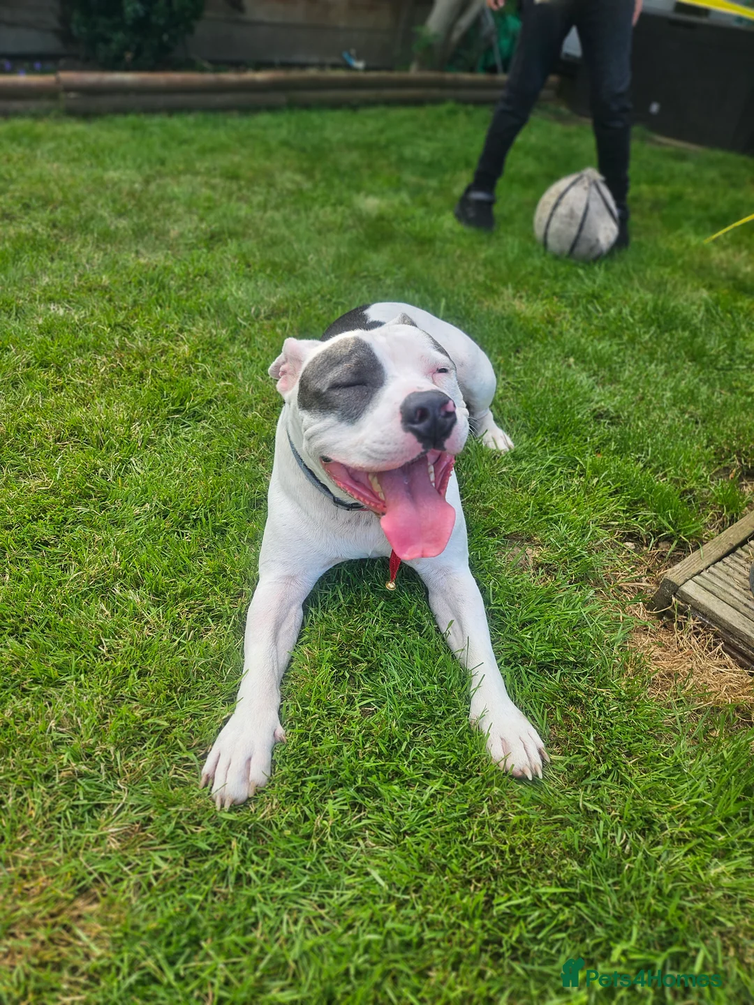 Staffordshire Bull Terrier dogs for stud: Looking for girl to breed  - Advert 3