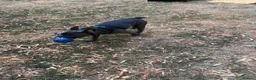 French Bulldog dogs for sale: French Bulldog Puppy Looking for a Loving Home in London - Advert 7