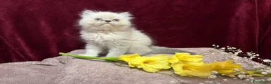 Persian 1