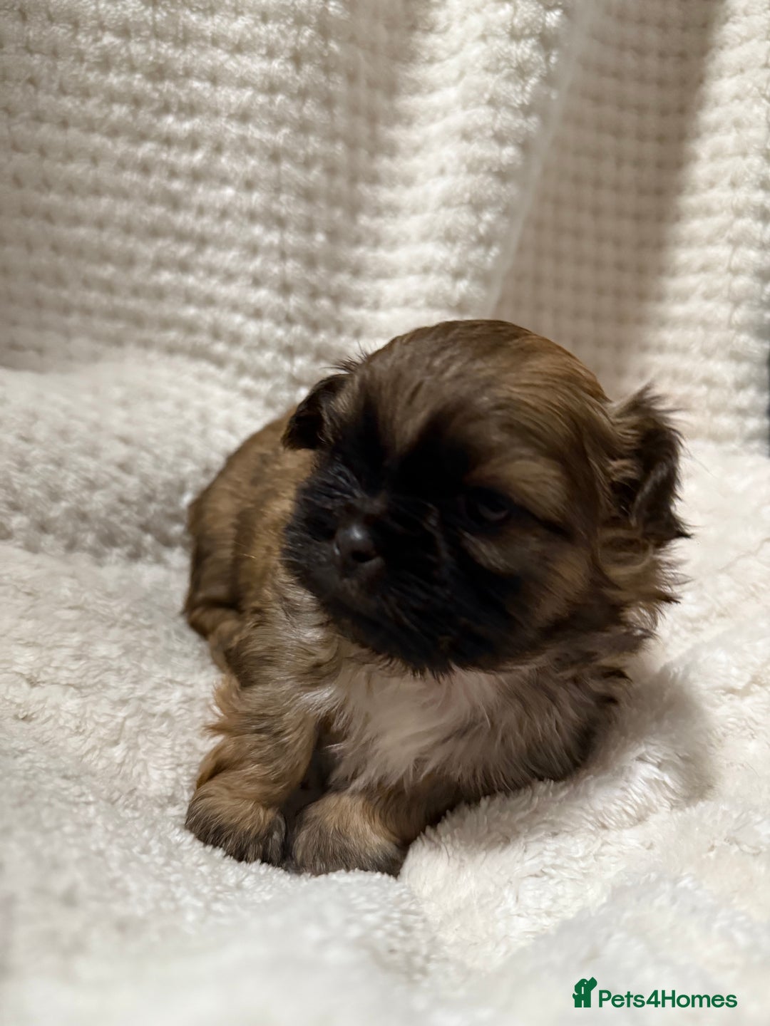 Shih Tzu dogs for sale: Shih tzu puppies  - Advert 20
