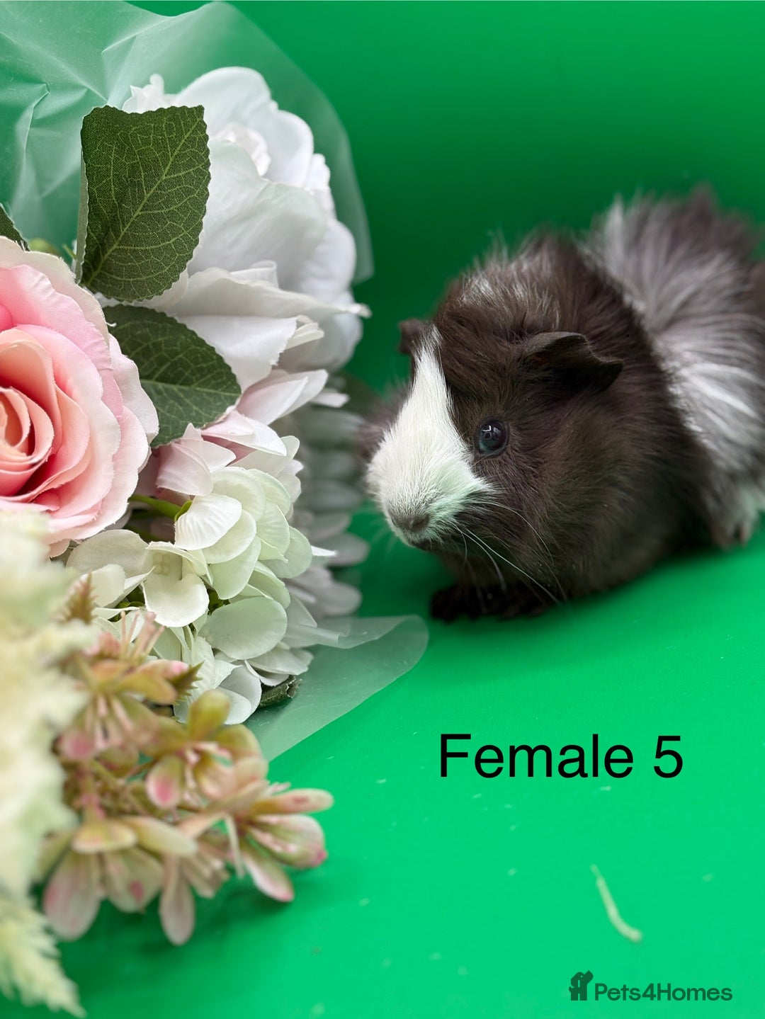 Guinea Pig rodents for sale: Adorable guinea pigs babies - Image 5