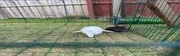 Dwarf Lop rabbits for sale: Dwarf Lop Baby Bunnies  - Advert 2