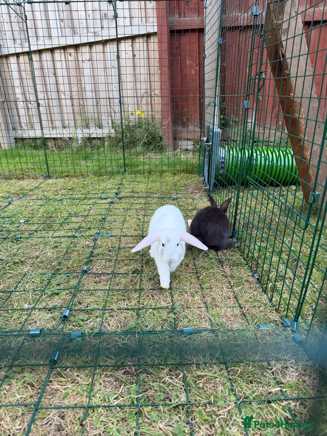 Dwarf Lop rabbits for sale: Dwarf Lop Baby Bunnies  - Advert 2