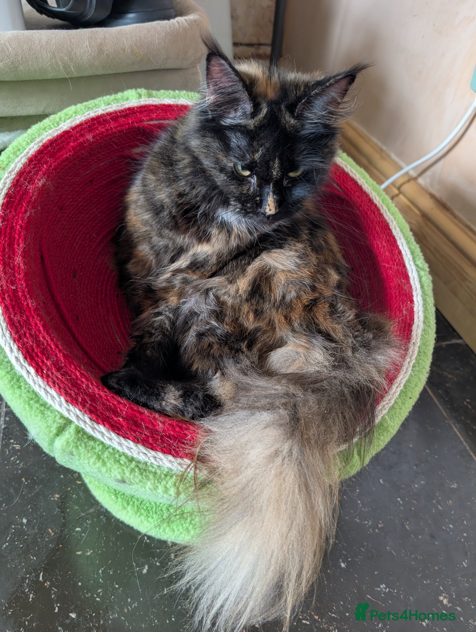 Maine Coon cats for sale: Hope stunning calico girl - Advert 4