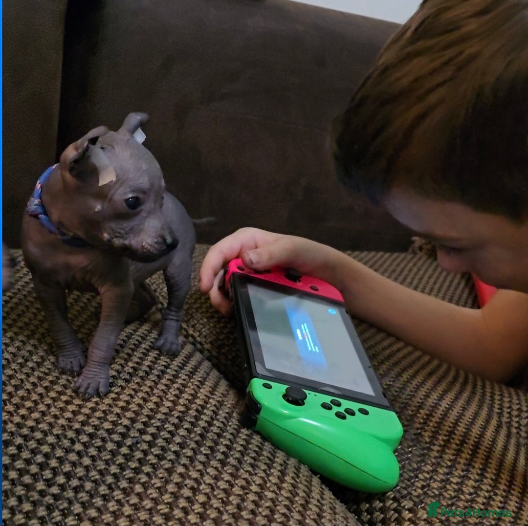 Mexican Hairless dogs for sale: Kc registered Xoloitzcuintle miniature puppies  - Advert 14