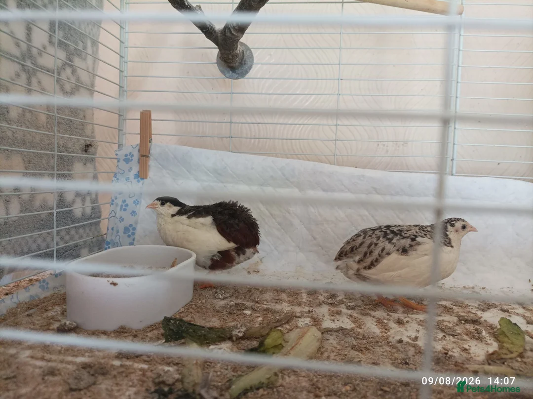 Quail poultry for sale: Tiny Button Quail - Tuxedo Pied Group - Advert 3