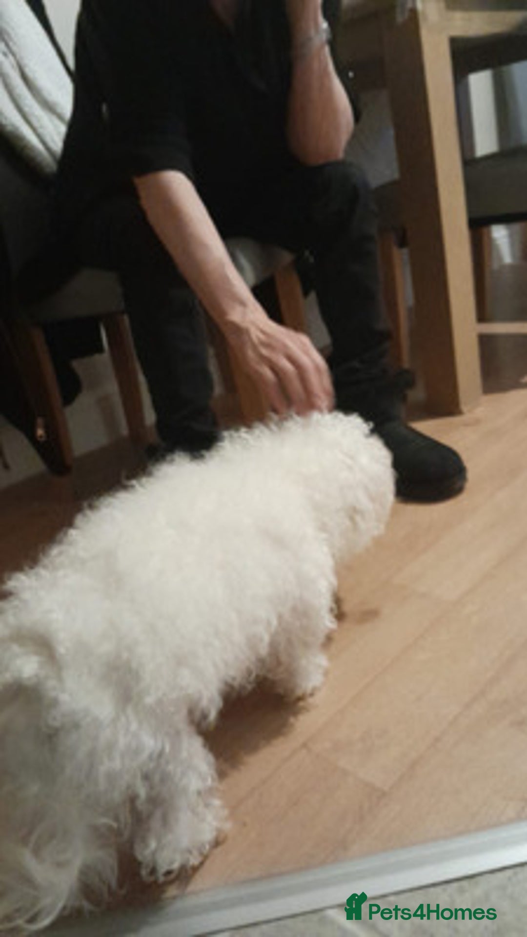 Maltese dogs for sale: beautiful maltese girl - Advert 4