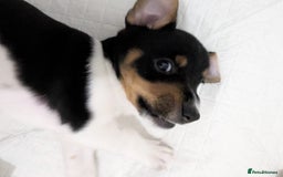 Jack Russell dogs for sale: 🐶 Jack Russell Puppies  – 2 Females 🐶 - Image 1