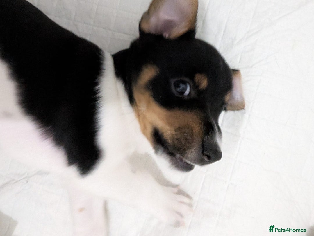 Jack Russell dogs for sale: 🐶 Jack Russell Puppies  – 2 Females 🐶 - Image 1