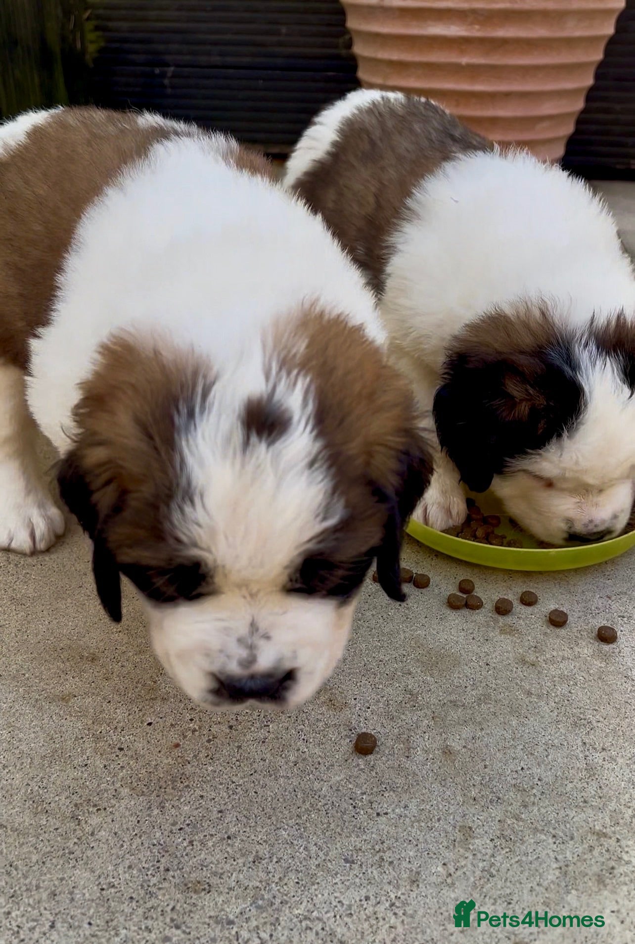 Saint Bernard dogs Beautiful KC registered show quality Puppies.  - Advert 2