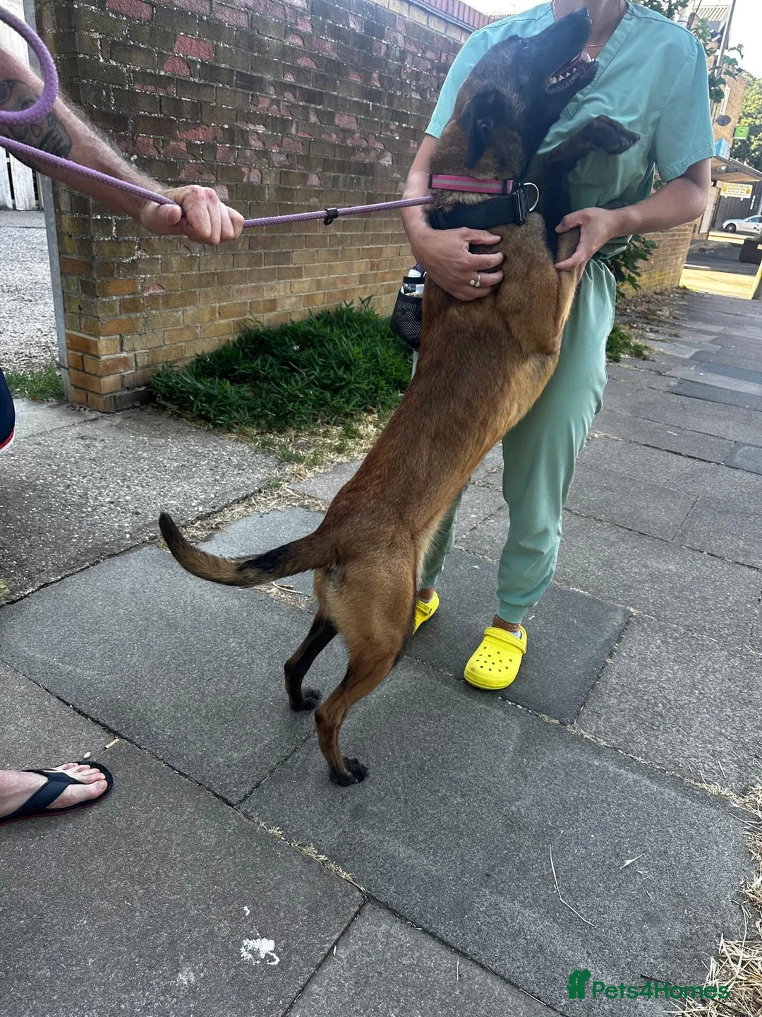 Belgian Shepherd Dog dogs for sale: Belguim shepherd Mali  in Maidstone - Advert 6