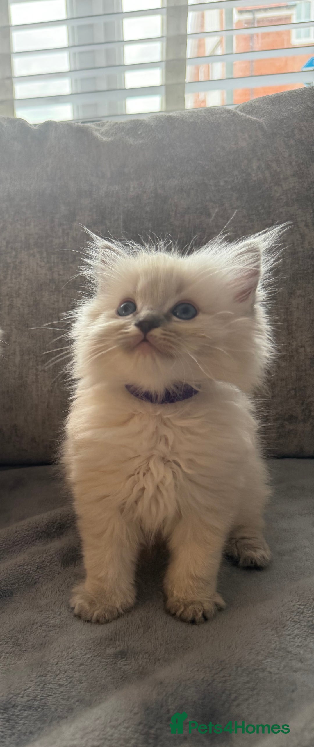 Ragdoll cats for sale: Beautiful Ragdoll Kittens  - Image 27