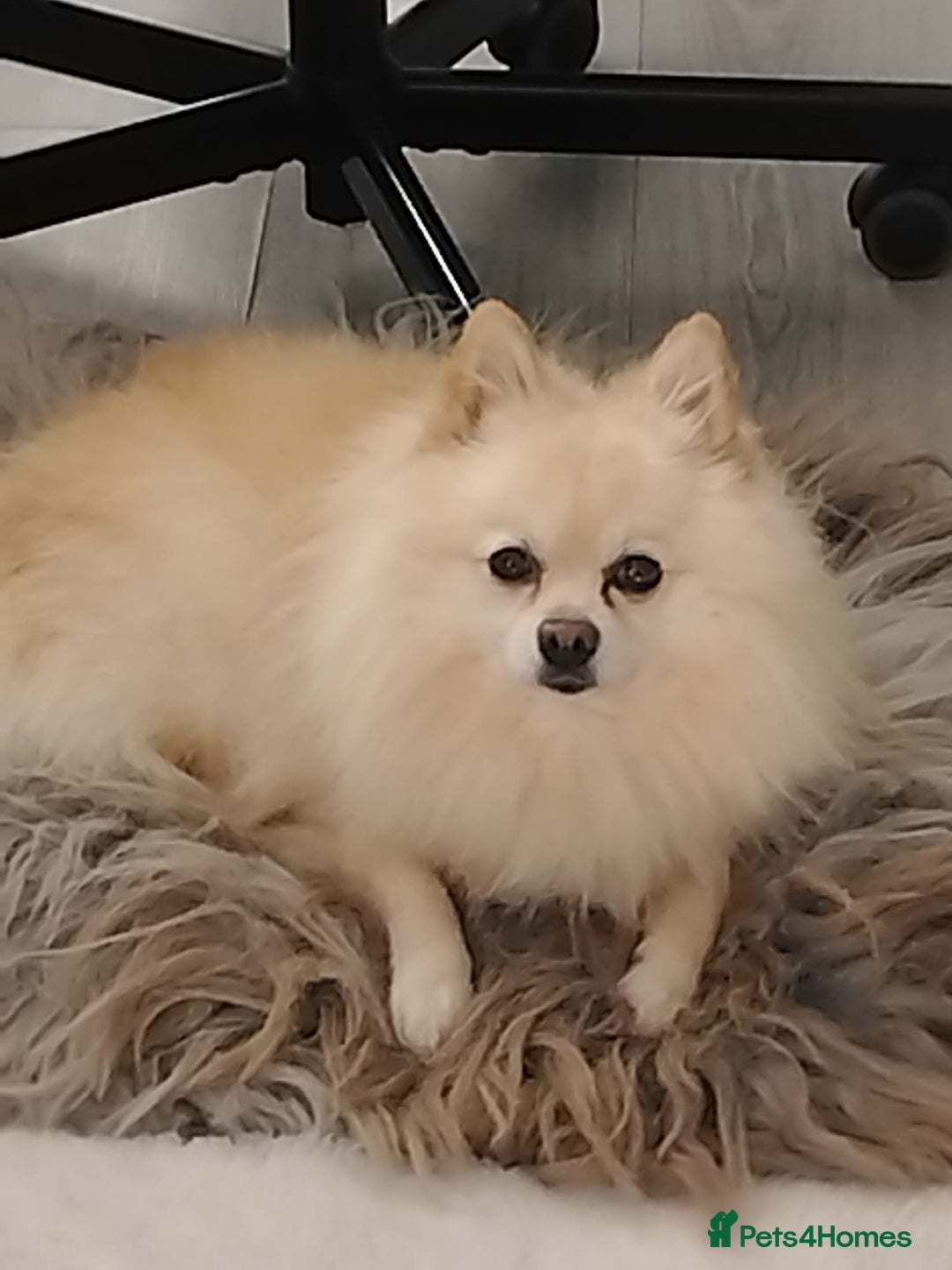 Pomeranian dogs for stud: Gorgeous Pomeranian for stud - Advert 1