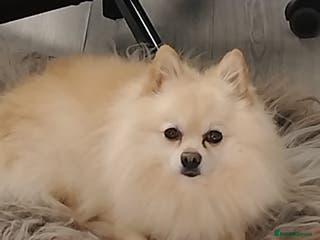 Pomeranian dogs Gorgeous Pomeranian for stud - Advert 17