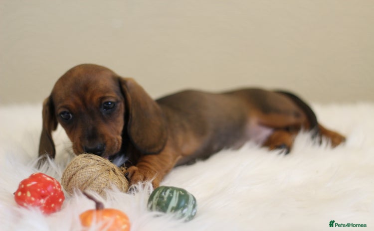 Miniature Dachshund dogs - Advert 4