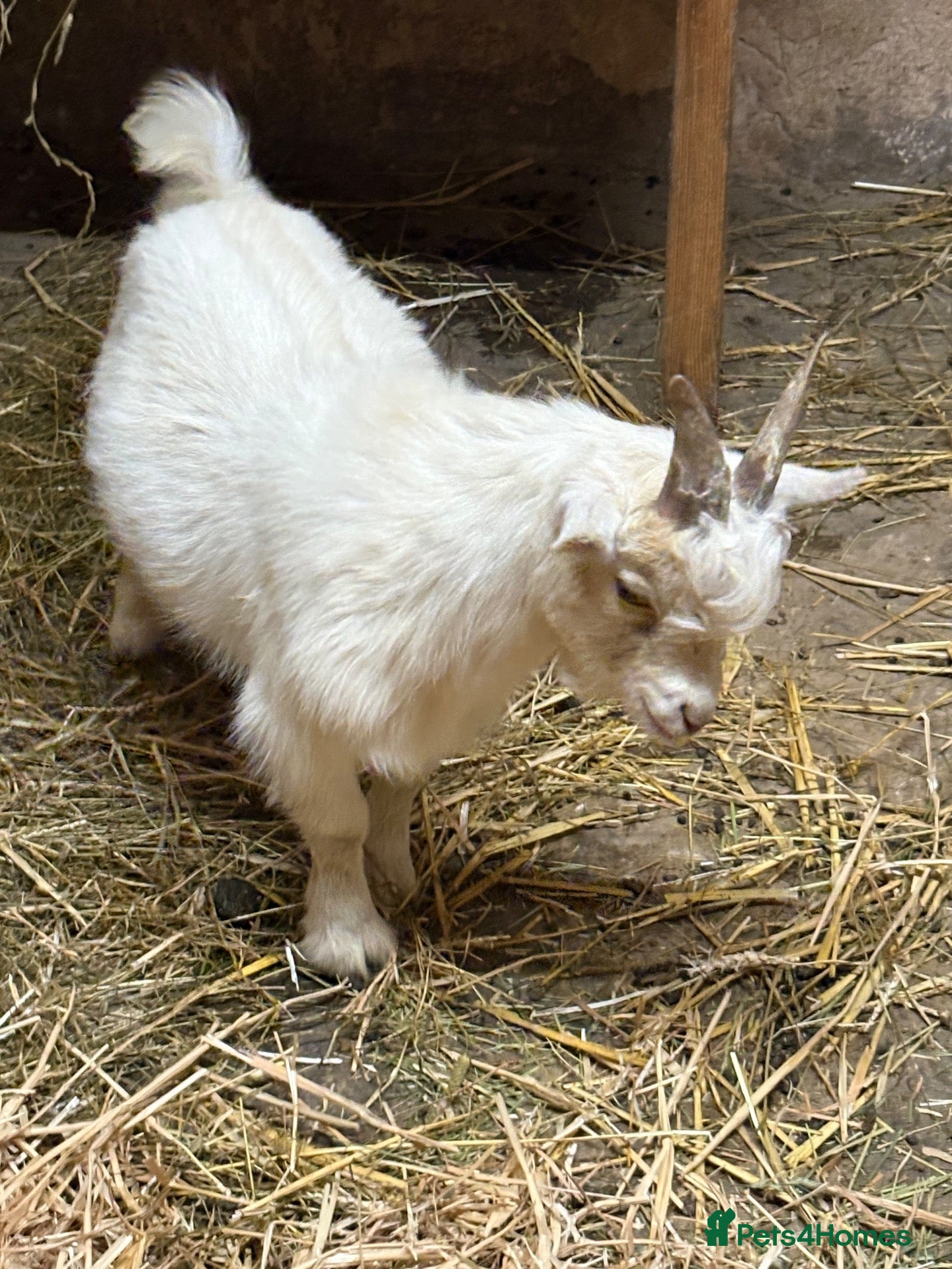 Goats livestock Gorgeous Pygmy Billy  - Advert 2